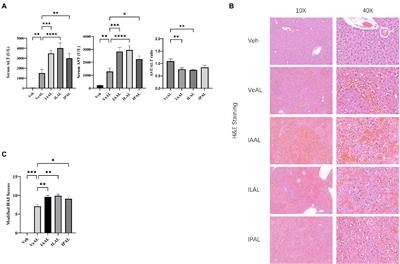 Microbial metabolites indole derivatives sensitize mice to D-GalN/LPS induced-acute liver failure via the Tlr2/NF-κB pathway